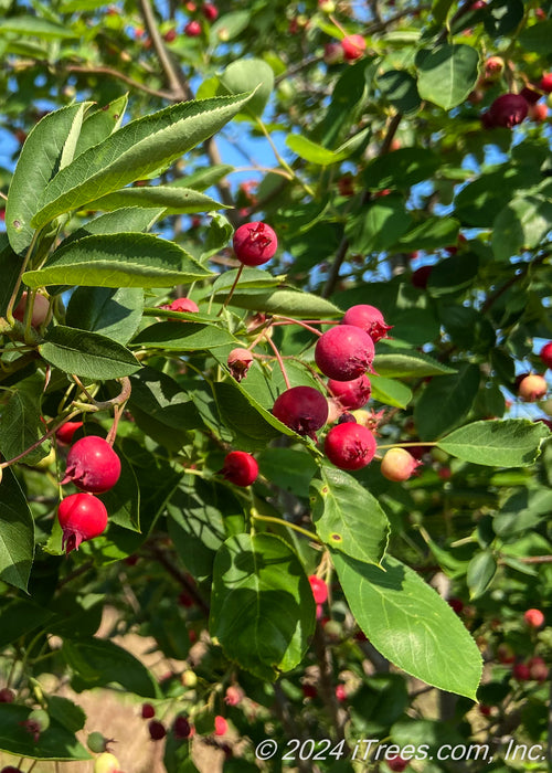 Closeup of medium green finely serrated leaves with bright red serviceberry fruit.