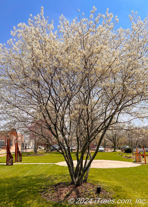 Mature multi-stem clump form serviceberry in bloom with small white flowers planted in a local park.