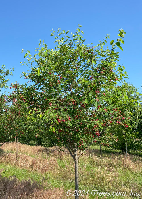 Autumn Brilliance Serviceberry