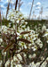 A closeup of newly emerged small five petal white flowers with yellow centers, and fuzzy leaves with a deep purple tinge.