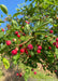 Closeup of medium green finely serrated leaves with bright red fruit.