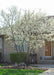 A maturing multi-stem clump form serviceberry tree is planted in the front yard of a home in a small landscape bed near the driveway and front door.