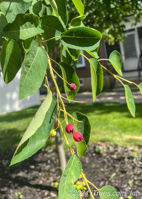 Closeup of medium green finely toothed leaves and small red fruit.