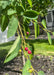 Closeup of medium green finely toothed leaves and small red fruit.