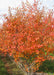 Multi-stem serviceberry planted in a nursery row showing bright red-orange to yellow fall color.