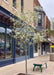 Autumn Brilliance Serviceberry planted in a downtown cutout in bloom. 