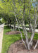 Closeup of a grouping of serviceberry in the multi-stem clump form planted at the entrance of an HOA.