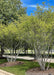 A grouping of multi-stem clump form serviceberry trees with green leaves sit at the entrance of a subdivision and are planted in a center island.