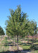 Aristocrat Ornamental Pear grows in a nursery row with rich green leaves. 