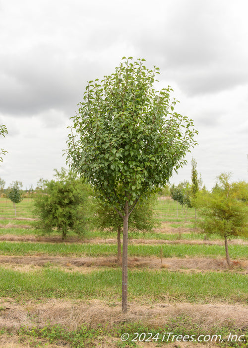 Aristocrat Ornamental Pear grows in the nursery with green leaves.