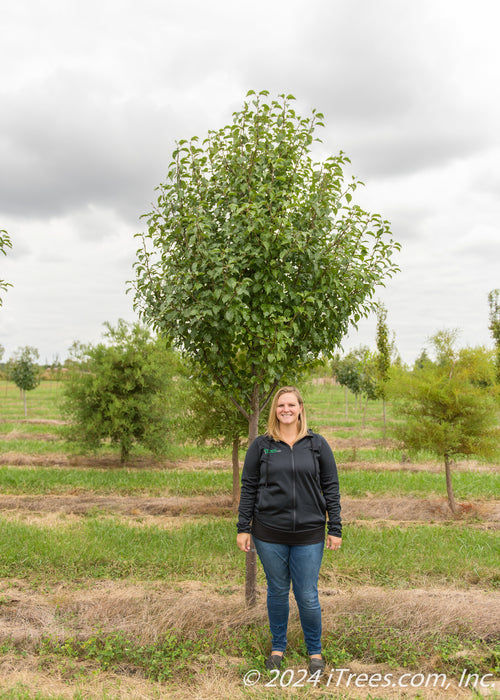 Aristocrat Pear in the nursery with a person standing next to it to show the height comparison.