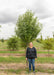 Aristocrat Pear in the nursery with a person standing next to it to show the height comparison.