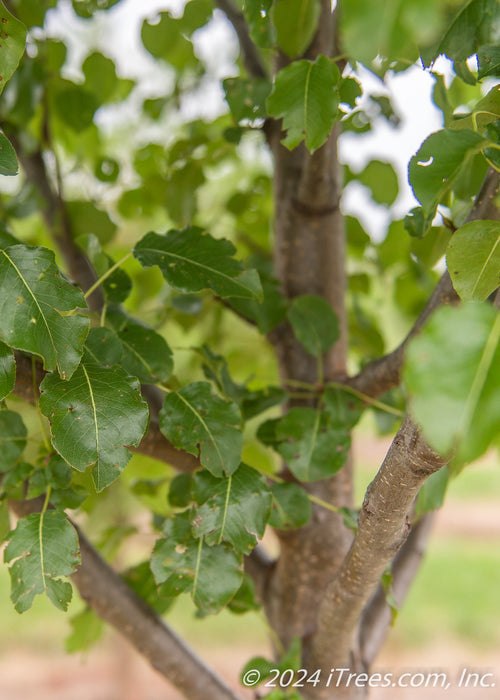 Closeup of branching reaching out from trunk, and closeup of shiny green leaves. 