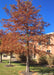 Bald Cypress in fall with rusty orange needles planted in a front landscape of a downtown building.