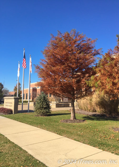 Bald Cypress in fall with rusty orange needles planted in a front landscape of a downtown building.