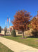 Bald Cypress in fall with rusty orange needles planted in a front landscape of a downtown building.