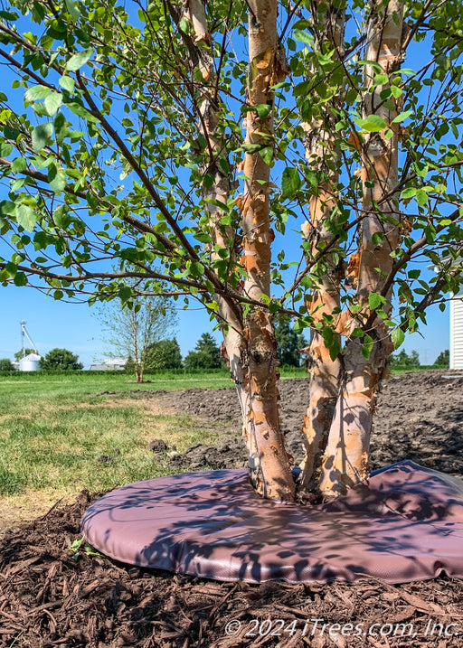 Closeup of newly planted clump form Heritage Birch with a treegator around it.