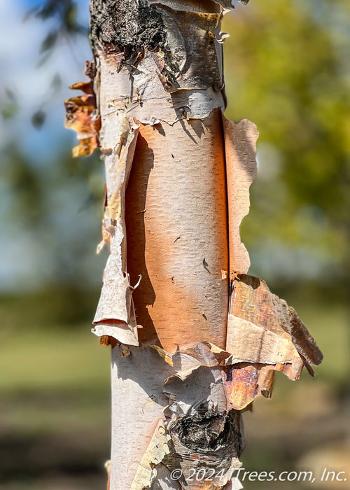 Closeup of peeling shedding bark with tan and black undertones.