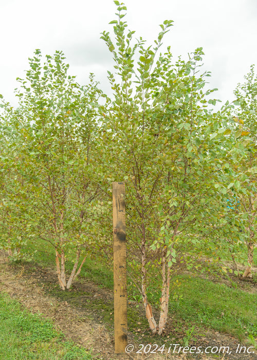 A multi-stem clump form River birch with a ruler standing next to it to show its canopy height pruned up at about 2-3 ft.