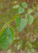 Closeup of green serrated leaf.