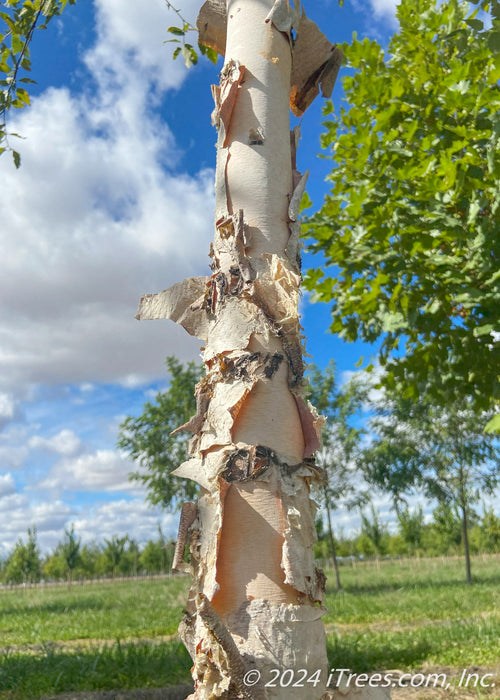 Closeup of whiteish-tan peeling bark on a single trunk River Birch.