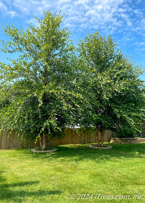 A grouping of multi-stem River Birch with green leaves planted along a fence line for screening.