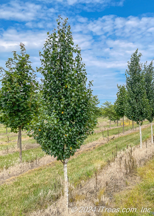 A Single Dakota Pinnacle Birch grows in the nursery with dark green leaves.