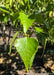 Closeup of shiny bright green leaves.