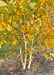 Closeup of a multi-stem clump form Whitespire Birch in fall with white trunks and yellowish-green leaves.