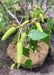 Closeup of yellow-green catkins and newly emerged green leaves with sharp serrated edges.