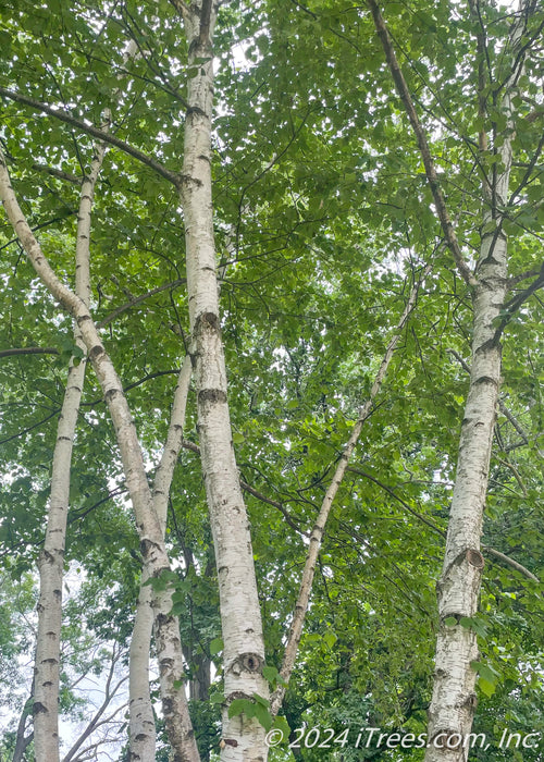 View looking up at multiple trunks and green leaves.