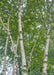 View looking up at multiple trunks and green leaves.