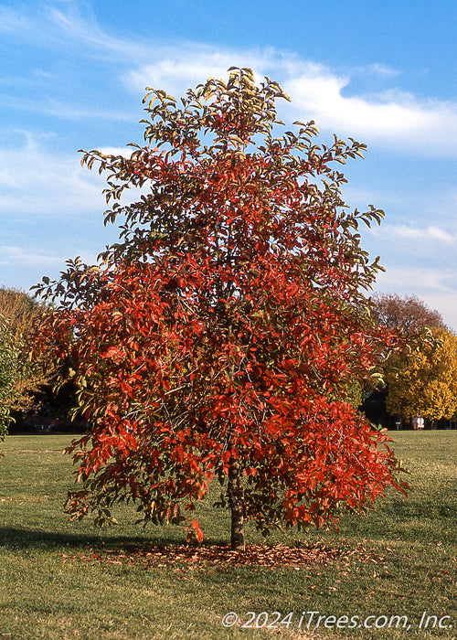 Mature Afterburner Black Tupelo with dark red fall color.