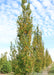 A row of Pyramidal Hornbeam with green and yellow leaves in fall at the nursery.