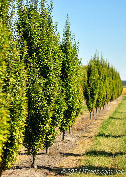 A row of green Pyramidal Hornbeam at the nursery.