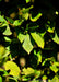 Closeup of green leaves with serrated edges.