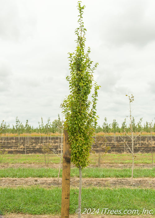 Pyramidal Hornbeam with a large ruler standing next to it showing its canopy height measured at about 3.5 ft.