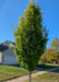 Pyramidal European Hornbeam with upright branching and green leaves, planted on a parkway in a neighborhood.