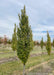 Pyramidal European Hornbeam with green leaves at the nursery.