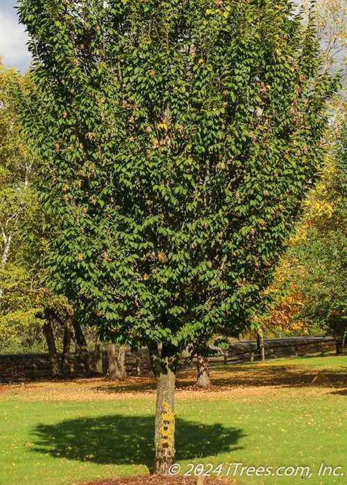 Closup of lower portion of a maturing Emerald Avenue Hornbeam's stout trunk and green canopy.