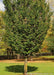 Closup of lower portion of a maturing Emerald Avenue Hornbeam's stout trunk and green canopy.