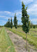 A row of Emerald Avenue Hornbeam growing in the nursery showing narrow upright canopy of green leaves.