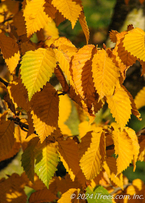 Closeup of serrated, toothed yellow leaves. 