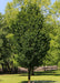 A maturing Emerald Avenue Hornbeam showing narrow upright form and canopy full of dark green leaves.