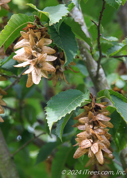 Closeup of hop-like nutlets and green leaves.