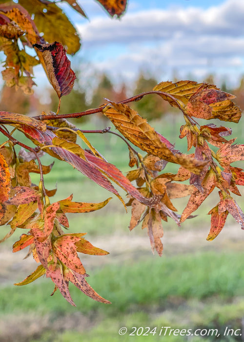 Closeup of changing foliage. 