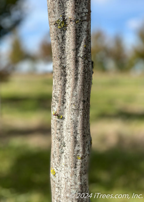 Closeup of smooth grey, muscle-like trunk.