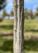 Closeup of smooth grey, muscle-like trunk.