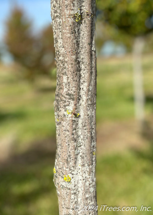 Closeup of smooth grey, muscle-like trunk.