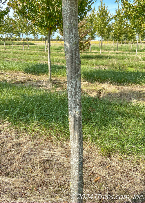 Closeup of muscle-like trunk.